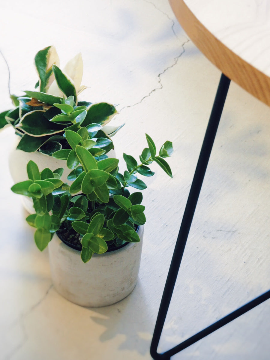 ASH LIVING TABLE HIGH