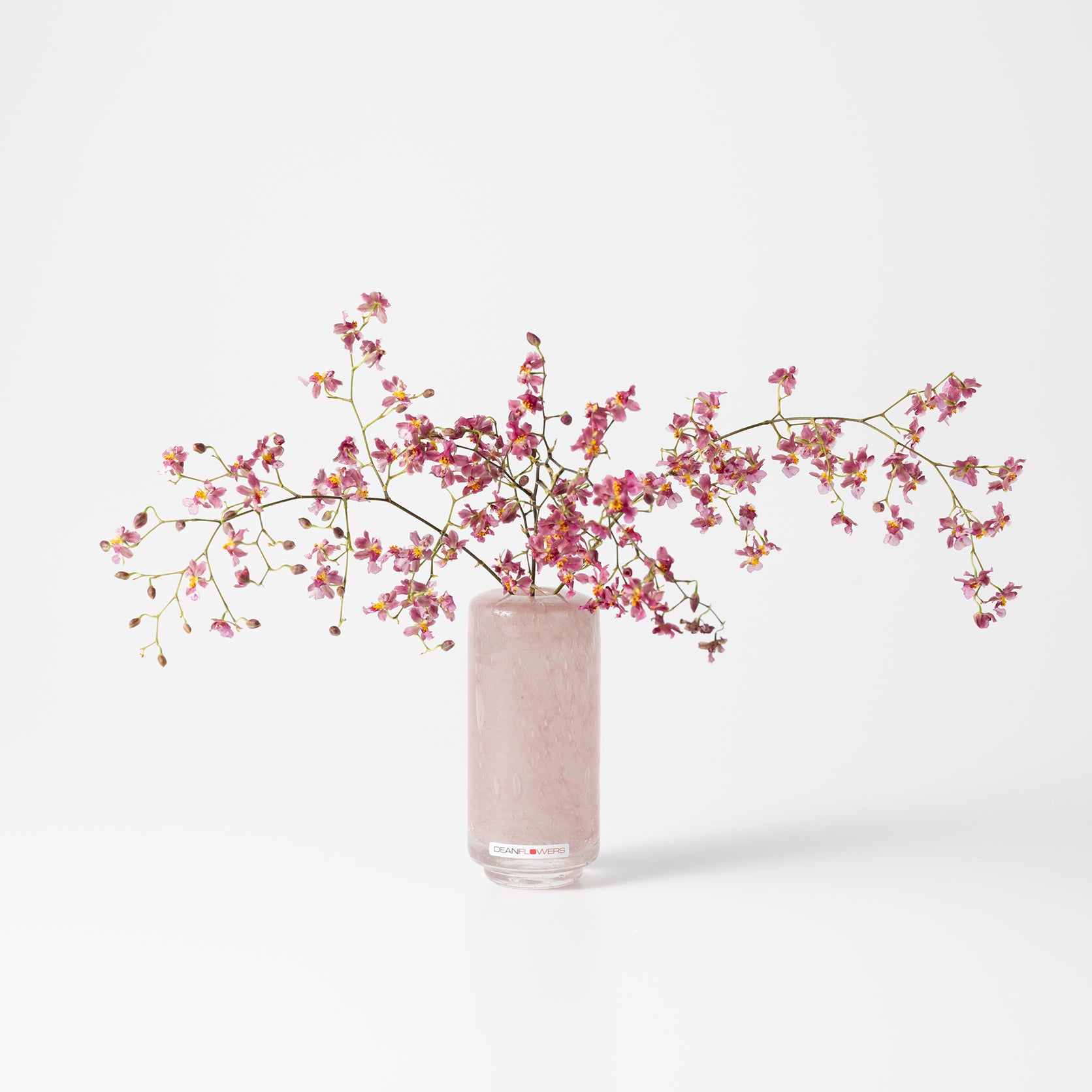 Fumiko high XXS ブロッサム|Henry Dean