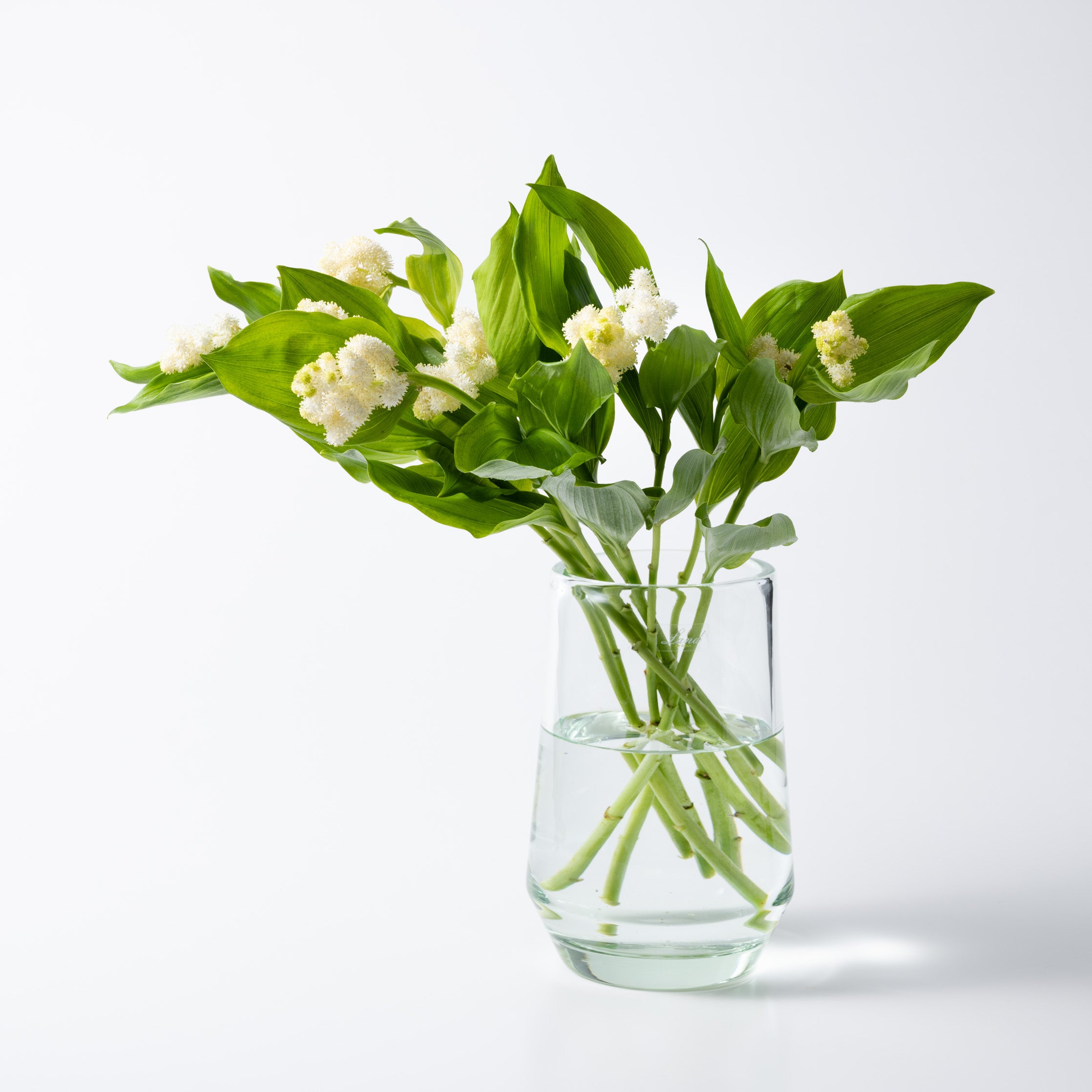 Clemence high S クリア|Henry Dean