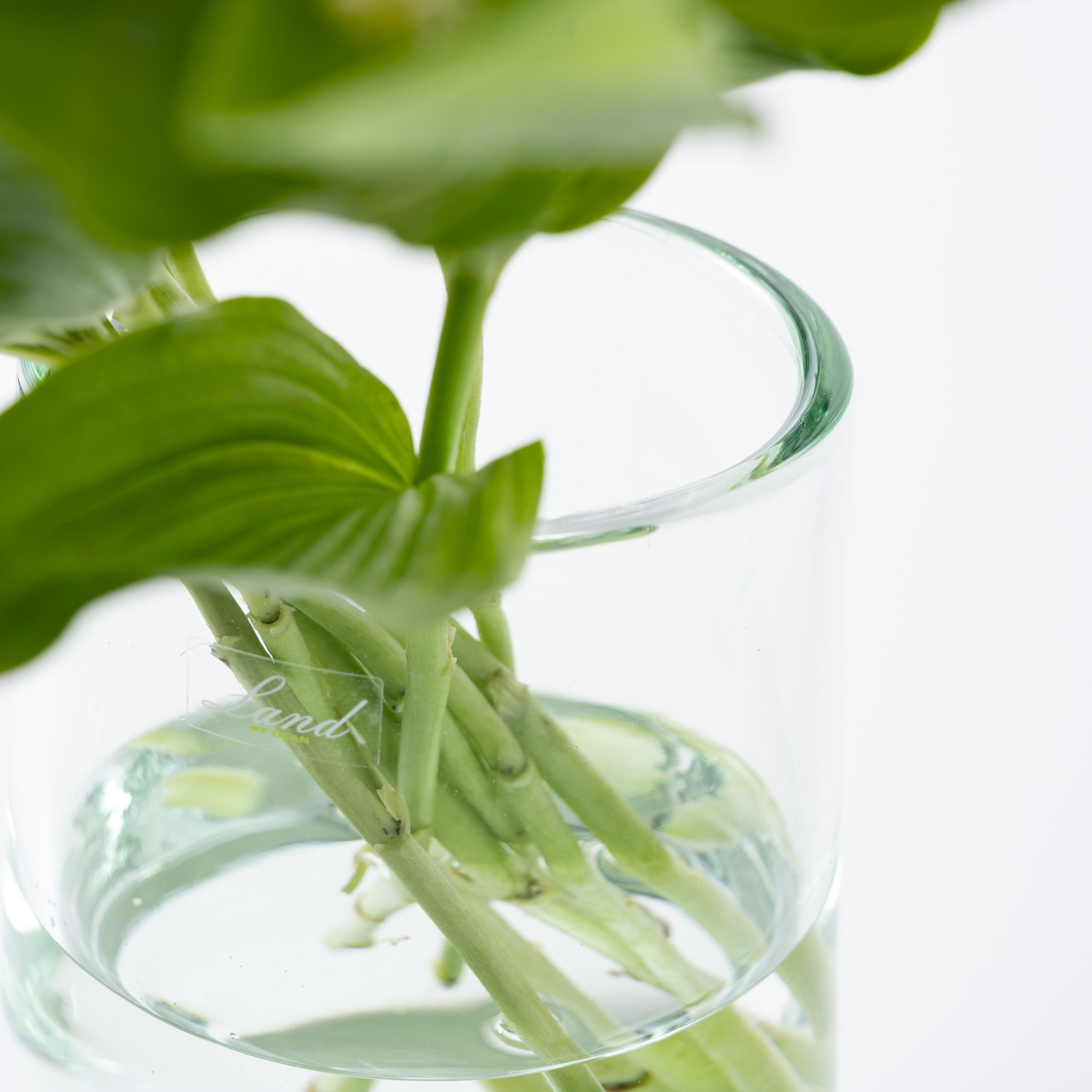 Clemence high S クリア|Henry Dean