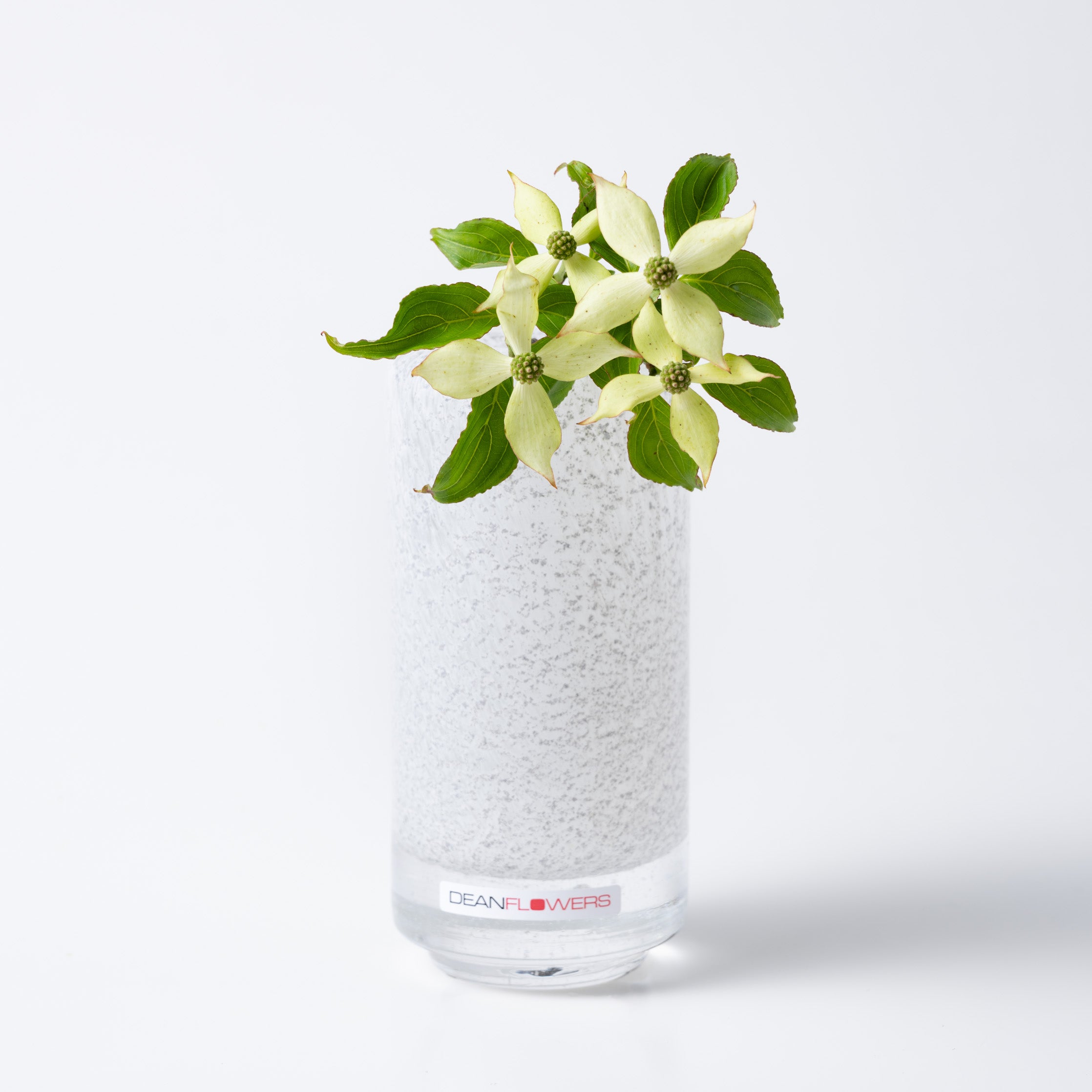 Fumiko high XXS ジュエル|Henry Dean