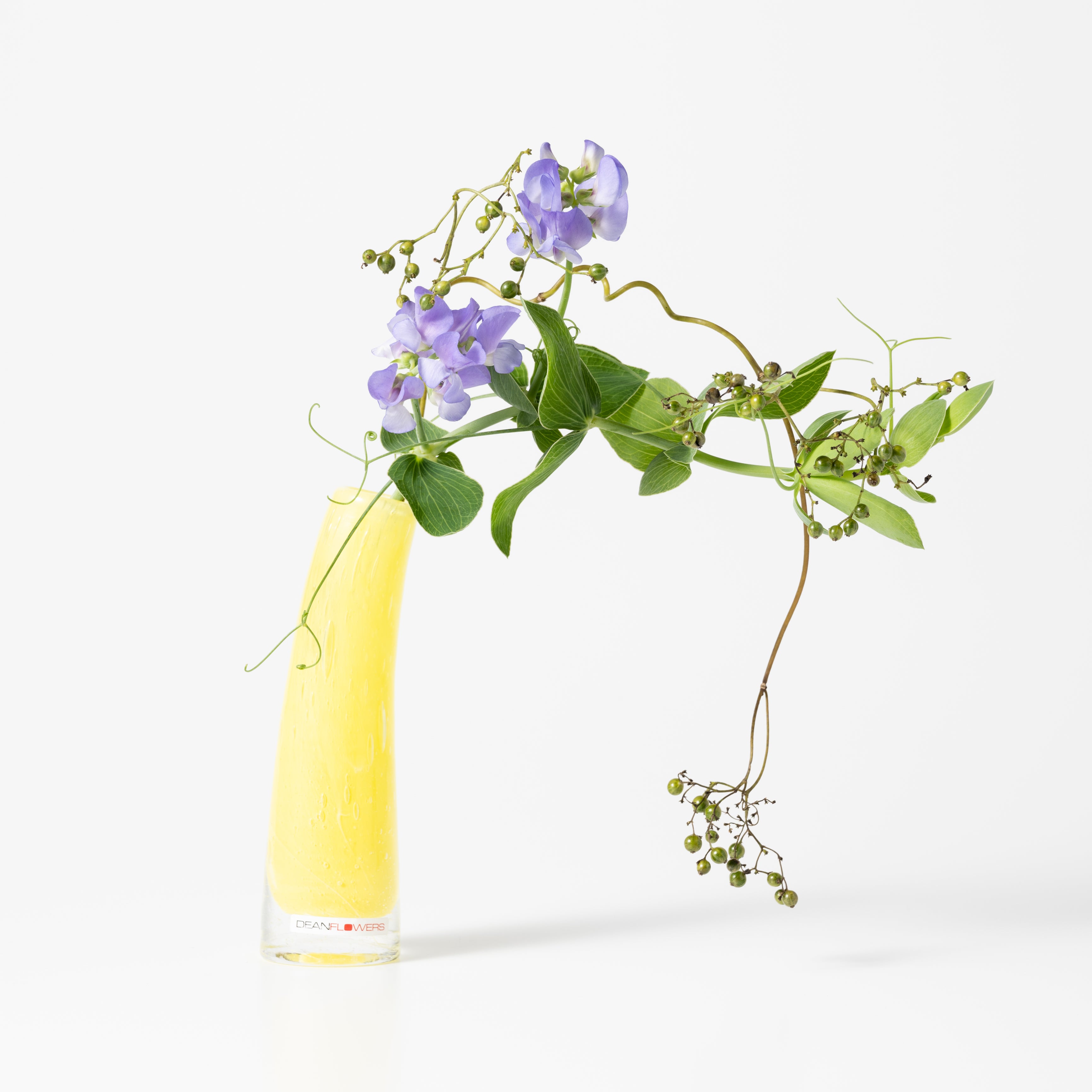 Grass S シトラス|Henry Dean